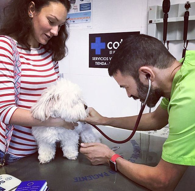 Clínica Veterinaria +cotas perro en consulta