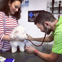 Clínica Veterinaria +cotas perro