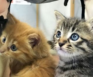 Clínica Veterinaria +cotas mininos