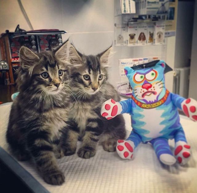 Clínica Veterinaria +cotas gatos y muñeco