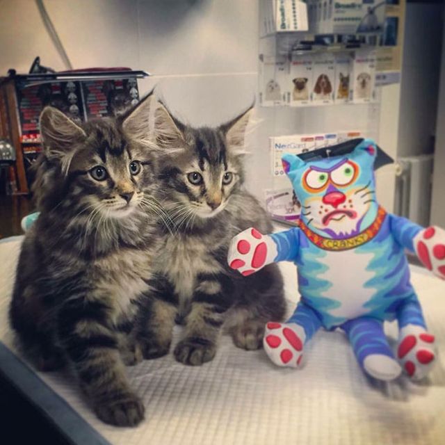 Clínica Veterinaria +cotas gatos y muñeco