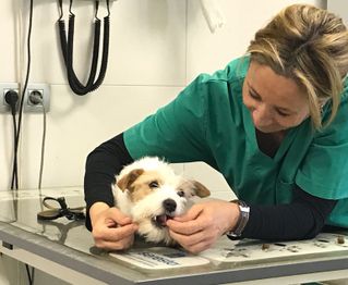 Clínica Veterinaria +cotas perro en consulta veterinaria