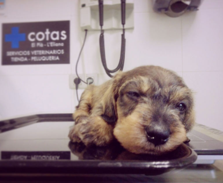Clínica Veterinaria +cotas cachorro en consultorio 