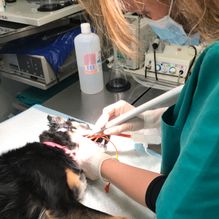 Clínica Veterinaria +cotas perro en cirugía 