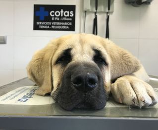 Clínica Veterinaria +cotas perro en camilla