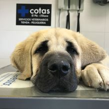 Clínica Veterinaria +cotas perro en camilla