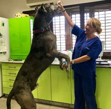 Clínica Veterinaria +cotas perro grande