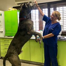 Clínica Veterinaria +cotas perro grande