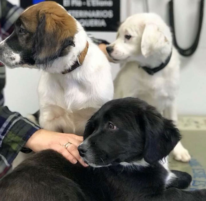 Clínica Veterinaria +cotas perros en veterinaria