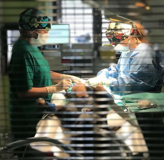 Clínica Veterinaria +cotas profesionales en cirugía
