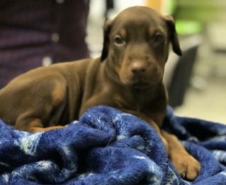 Clínica Veterinaria +cotas perro con cobija