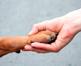 Clínica Veterinaria +cotas pata y mano